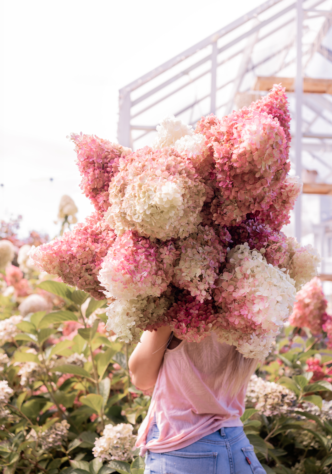 Hydrangea Bundles