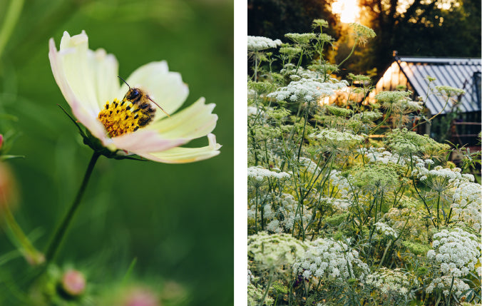 From Seed to Bloom: A year of growing and designing with seasonal flowers