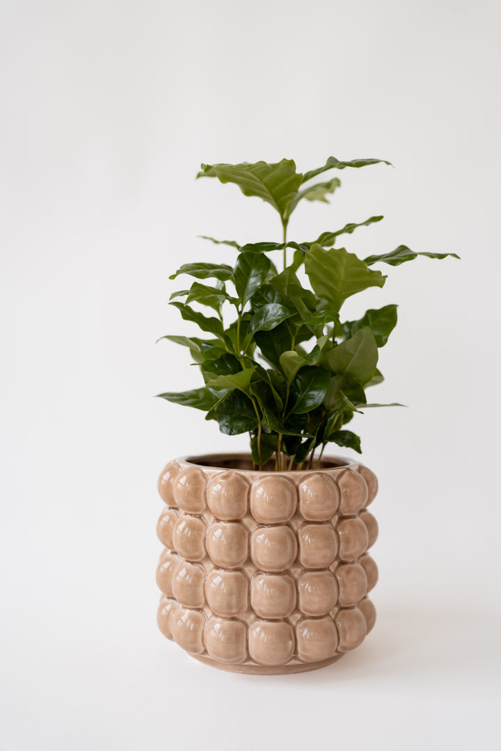 Raised Dots Flower Pot