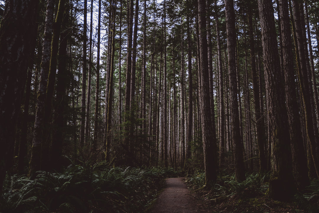 Into the Woods Digital