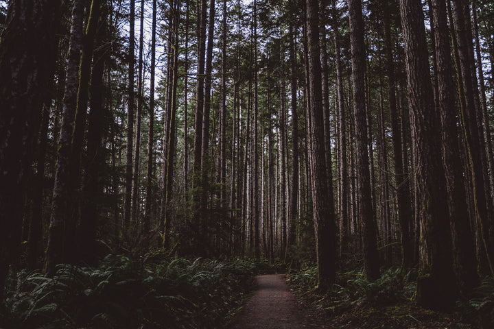 Into the Woods Digital