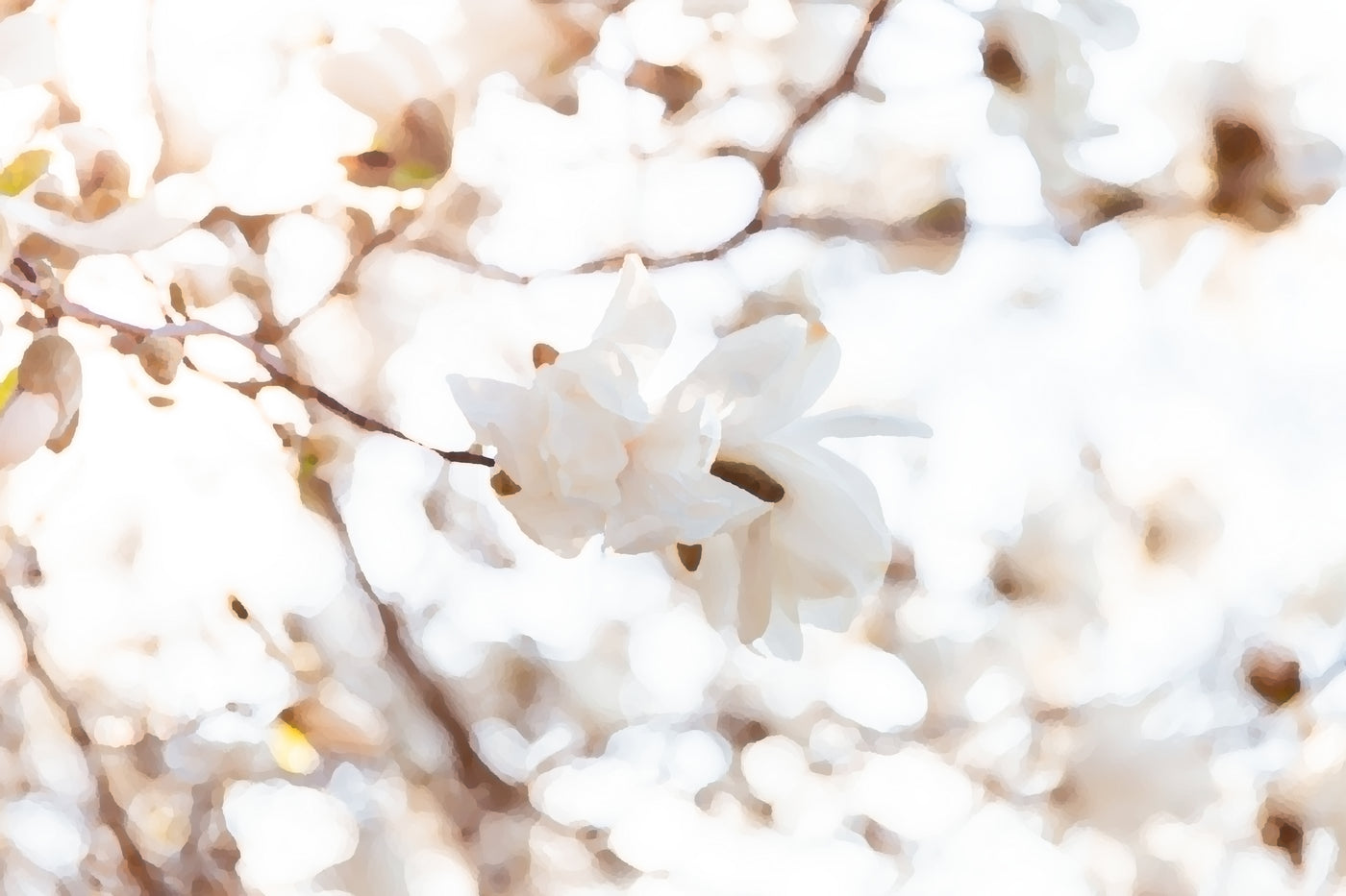 Spring Magnolia Digital