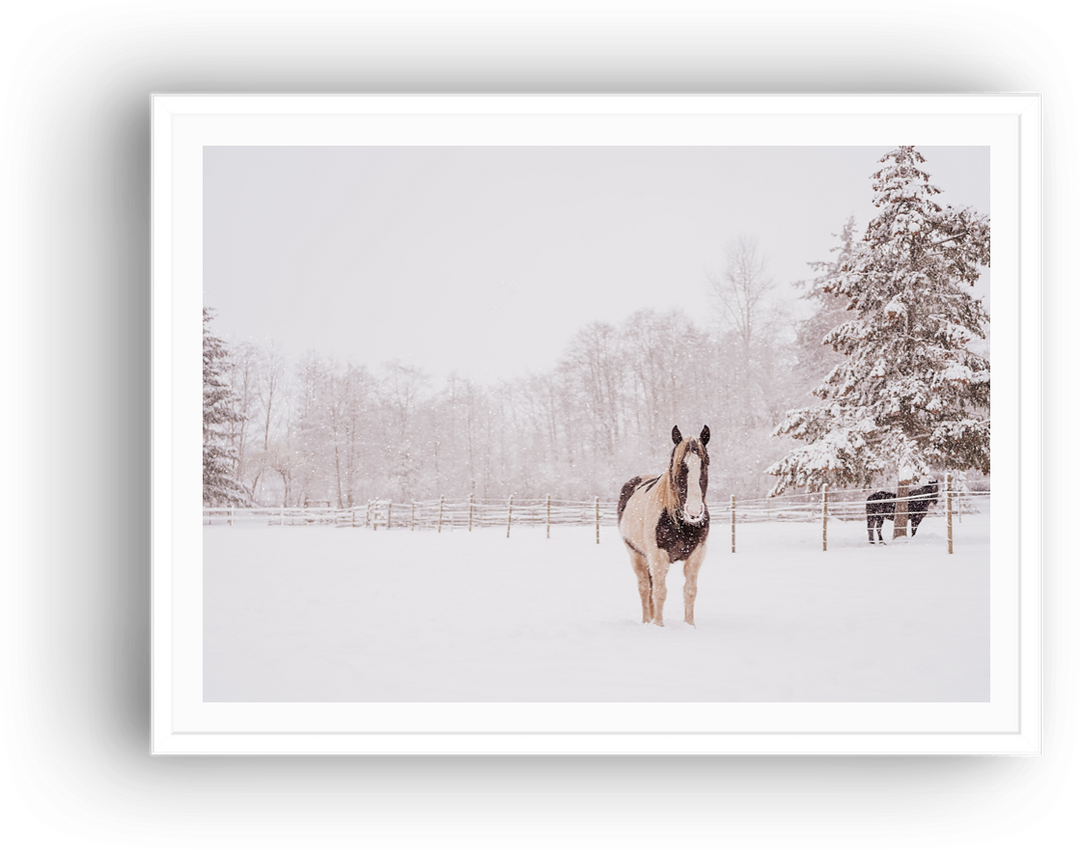 Snowy Pasture